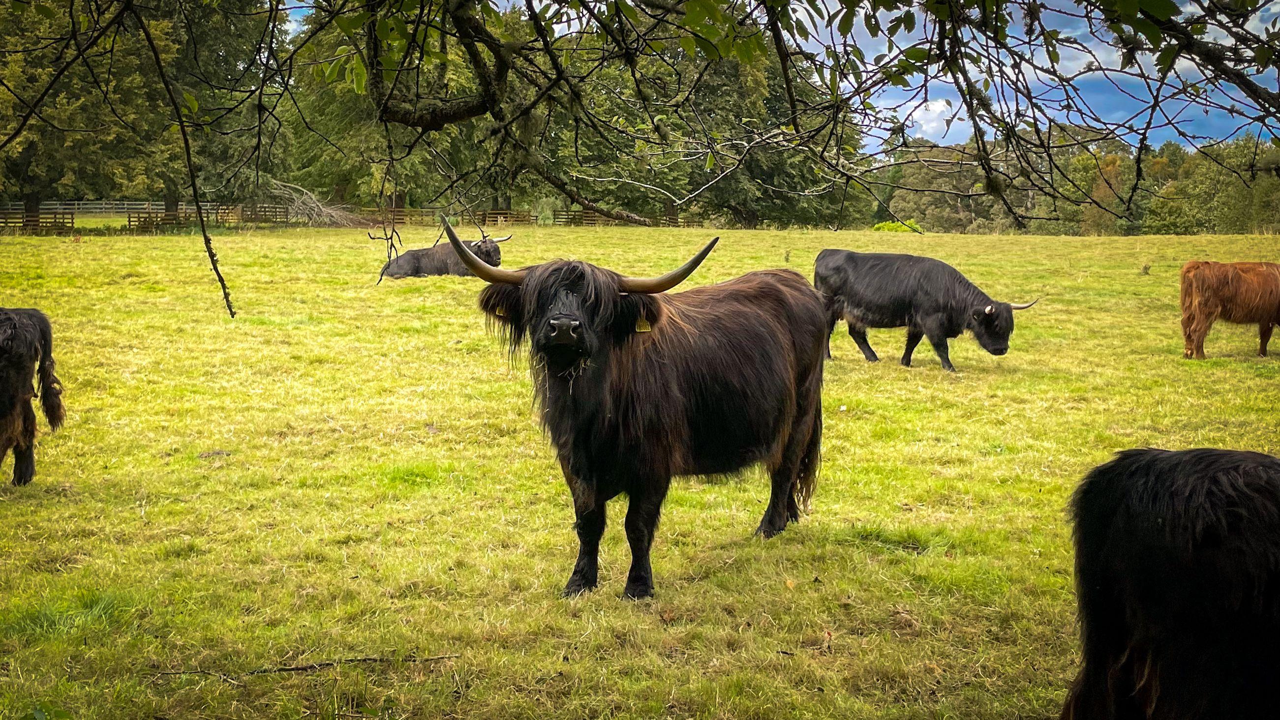 Collection Image:Animals in the wild